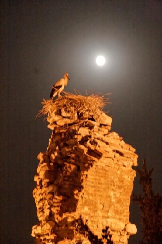 Stork, Selcuk Turkey.jpg - Selcuk, Turkey